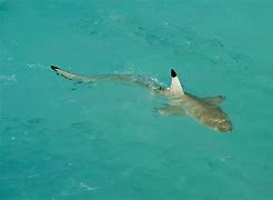 Image result for Shark in Deep Water