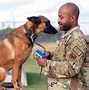 Image result for United States Military Police K9 Dogs