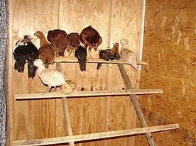 Image result for Building a Chicken Roost