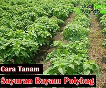 Image result for Foto Tanaman Bayam