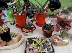 Image result for Tanaman Hias Mini