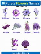 Image result for Dark Purple Flower Names