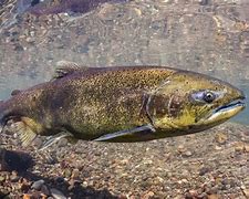 Image result for Adult Chinook Salmon