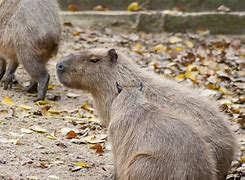 Image result for Marwell Zoo