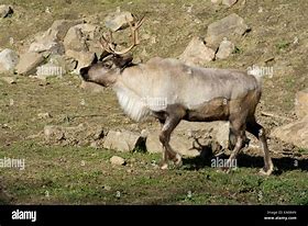 Image result for Female Caribou