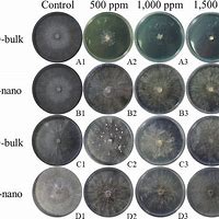 Image result for Pythium SPP Rhizoctonia Solani