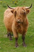 Image result for Aberdeen Angus Cow Goofy