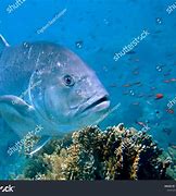 Image result for Trevali Fish