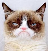 Image result for Grumpy Cat Full Body