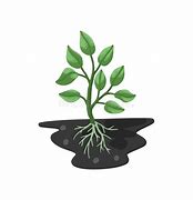 Image result for Cartoon Plant with Roots