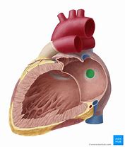 Image result for Interatrial Septum Anatomy