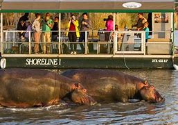 Image result for Night Safari Amboseli