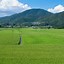 Image result for Japanese Rice Paddies