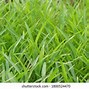 Image result for Kangkong in English Vegetable