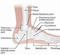 Image result for Joint Surfaces Ankle