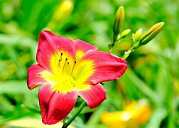 Image result for Lily Flower Petals