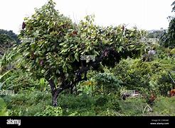 Image result for Cocoa Tree Grenada