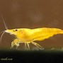 Image result for Shrimp Close Up