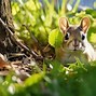 Image result for Garten Animals