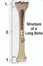 Image result for Long Skinny Bone Identifacation