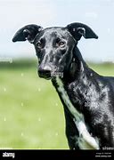 Image result for Galgo Spanish Hunting Dog