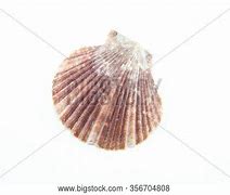 Image result for Corrugated Sea Clam Shell