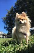 Image result for Fluffy Doggo