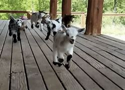 Image result for Funny Baby Goats