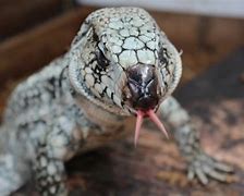 Image result for Tegu Cheeks