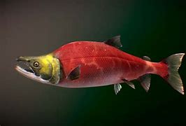 Image result for Sockeye Aye