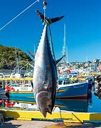 Image result for Giant Bluefin