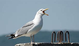 Image result for Caspian Gull