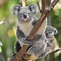 Image result for Beautiful Koala Bear