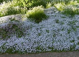 Image result for Blue Star Creeper Ground Cover in Pot