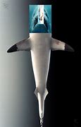 Image result for Jaws Shark Weighing