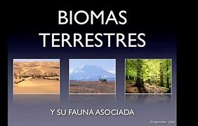 Image result for Biomas Terrestres