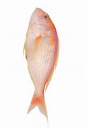 Image result for Calikuranchu Fish