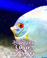 Image result for Happy New Year Fish