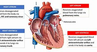 Image result for Left Atrium Anatomy