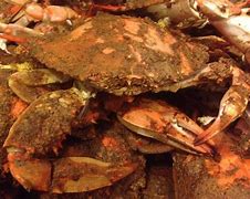 Image result for Maryland Steamed Crabs