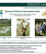 Image result for Blueberry Pollination Bees