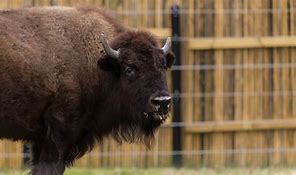 Image result for American Bison Meat