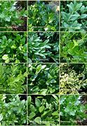 Image result for Common Boxwood Pictures