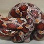 Image result for Corn Snake Arkansas