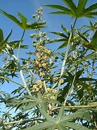 Image result for Smoking a Castor Plant