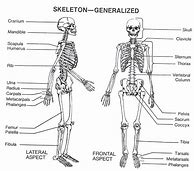 Image result for Simple Skeletal System Diagram