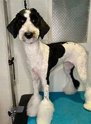 Image result for Sheepadoodle Images