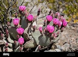 Image result for Desert Beavertail Cactus Flowers