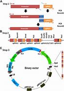 Image result for CRISPR-Cas sgRNA