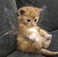 Image result for Cat PFP Fairy Wings